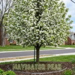 navigator pear